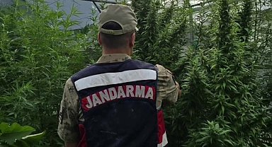 Jandarma'dan kenevir serasına operasyon