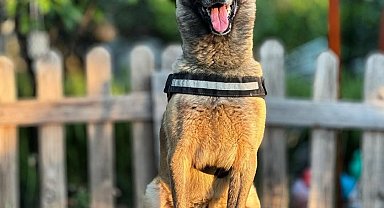 Kahraman köpek 'Bob' öldü