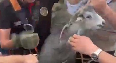 Kahramanmaraş'ta kuyuya düşen keçi kurtarıldı