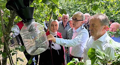 Kahverengi Kokarca için 145 tuzak asıldı