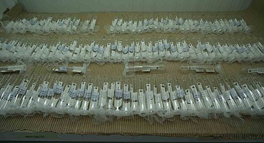 Kahverengi kokarcaya karşı biyolojik savaşta merkez Samsun: 750 bin 'samuray arısı' üretiliyor