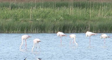 Kamış göleti göçmen kuşlara ev sahipliği yapıyor