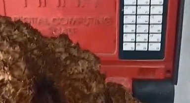 Karabağlar Yaylası'nda dev kuzugöbeği mantarı bulundu