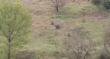 Karabük'te ayılar ve domuzlar cep telefonu kamerasıyla görüntülendi