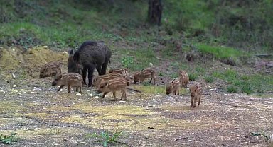 Karabük'te domuz ve 13 yavrusu fotokapanla görüntülendi