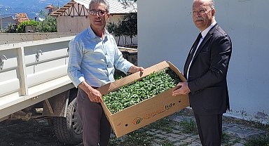 Karacasu'da domates fideleri üreticilere teslim edildi