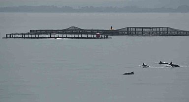 Karadeniz açıklarında yunus gösterisi