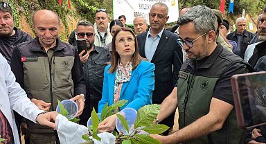 Karadeniz'de "katil arılara" karşı "terminatör böceklerle" mücadele