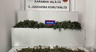 Karaman'da 698 adet kök kenevir ele geçirildi