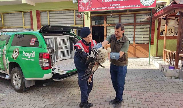 Karaman'da yaralı leylek koruma altına alındı