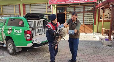 Karaman'da yaralı leylek koruma altına alındı