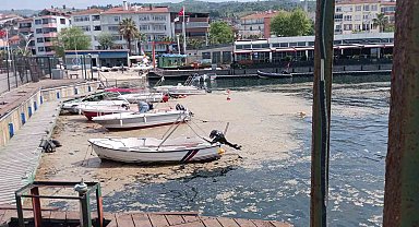 Karamürsel sahili müsilajla kaplandı