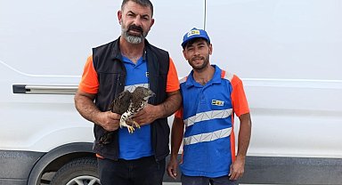 Karapınar'da yaralı kızıl şahine şefkat eli