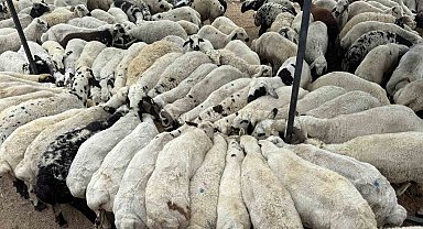 Karnı şiş kurbanlıklara dikkat: Yeme karıştırılan tuz ve sumak koyunları şişkin gösteriyor