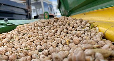 Kars'ın bereketli toprakları nohut ve mercimekle buluştu