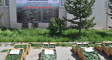 Kars'ta binlerce sebze fidesi dağıtıldı