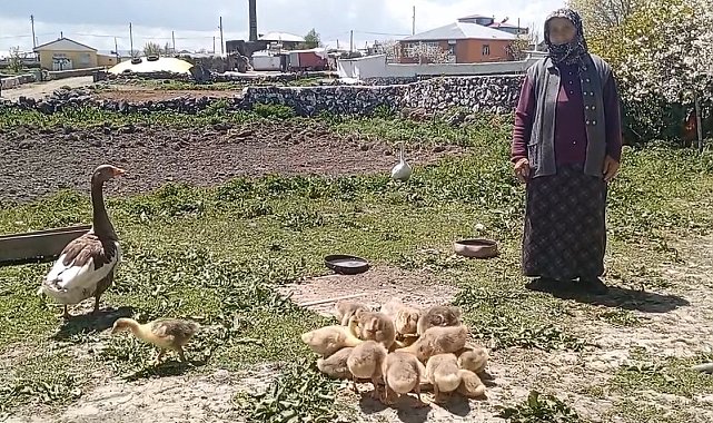 Kars'ta kaz, gram altınla yarışıyor