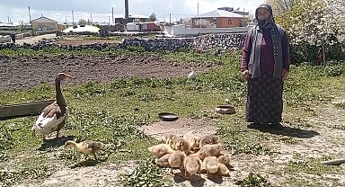 Kars'ta kaz, gram altınla yarışıyor