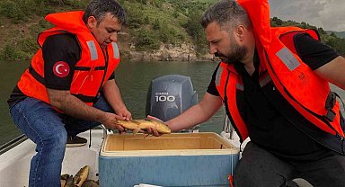 Kars'ta sazan balıklarının üreme dönemleri araştırılıyor