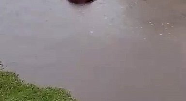 Kars'ta sel sularına kapılan büyükbaş hayvan telef oldu