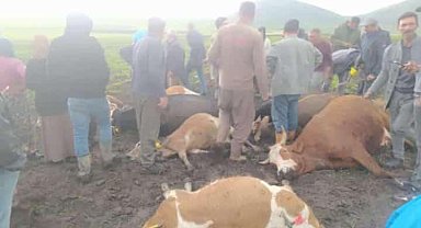 Kars'ta sürünün üzerine yıldırım düştü: 2 çoban yaralandı, 10 hayvan telef oldu