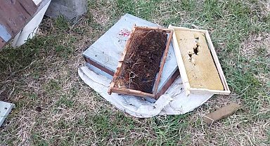 Kastamonu'da ayı 6 arı kovanını parçaladı