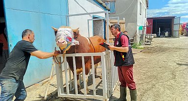 Kastamonu'dan İstanbul'a kurbanlık hayvan sevkiyatına başlandı