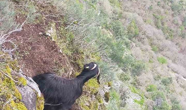 Kayalıklarda mahsur kalan keçiyi AFAD ekipleri kurtardı