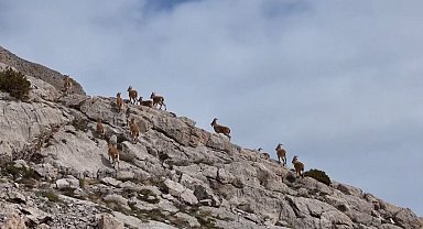 Kayalıkları mesken tutan yaban keçileri havadan görüntülendi