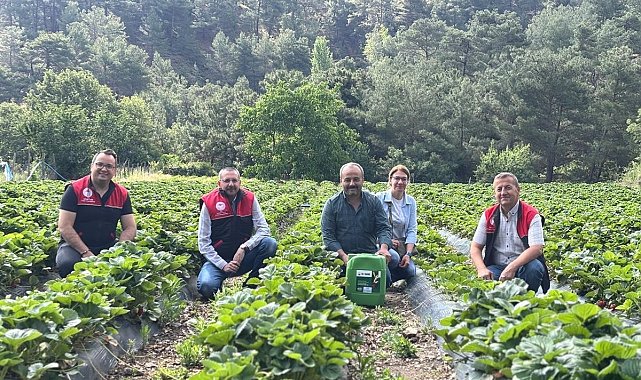 Kaymakam Özderin, çilek hasadına katıldı