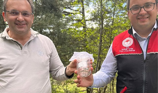 Kazdağları'nda kestane gal arısı zararlısına karşı biyolojik savaş