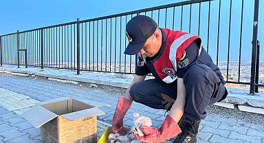 Kilis'te 4 kartal yavrusu yol kenarında bulundu