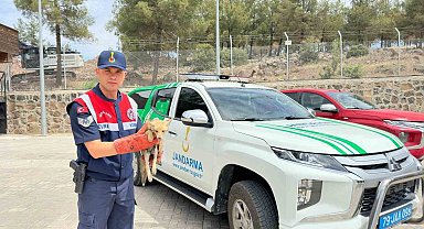 Kilis'te yaralı halde bulunan tilki koruma altına alındı