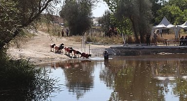 Kınalı koçlar bu yıl sudan daha erken karşıya geçecek