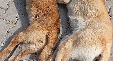 Kırşehir'de hayvan katliamı iddiası