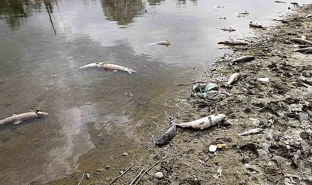 Kızılırmak Nehri'nde elektrik akımıyla avlanan şahıslar onlarca balığı telef etti