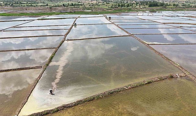 Kızılırmak Nehri'nin beslediği tarlalarda dron ile çeltik ekimi