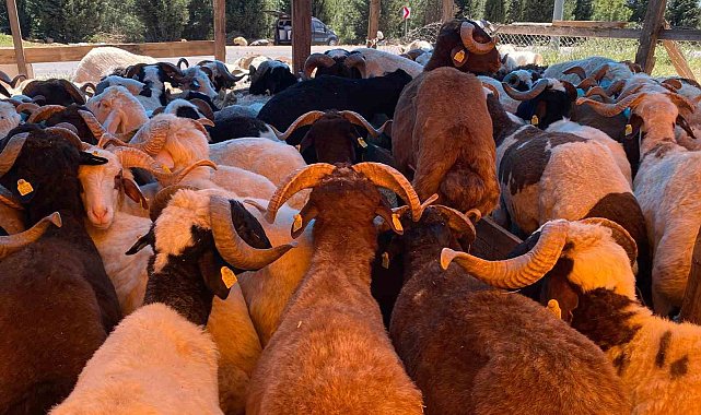 Kocaeli'de kurbanlıklar görücüye çıkmaya başladı