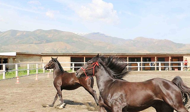 Koçaker, atlı spor kulübünde incelemelerde bulundu