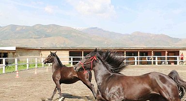 Koçaker, atlı spor kulübünde incelemelerde bulundu
