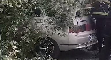 Kökünden sökülen ağaç otomobilin üzerine devrildi