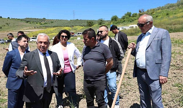 Konaklı'da 800 zeytin fidanı toprakla buluştu
