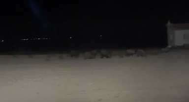 Konya'da tarım alanlarında domuz nöbeti