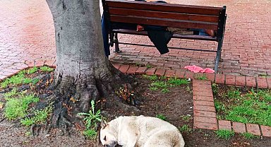 Köpeğin sadakati: Bankta uyuyan adamı yalnız bırakmadı