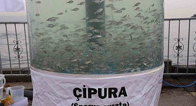 Körfez diriliyor: İzmit'te 54 bin balıkla mavi devrim