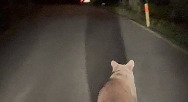 Köy yolunda koşan ayı kamerada