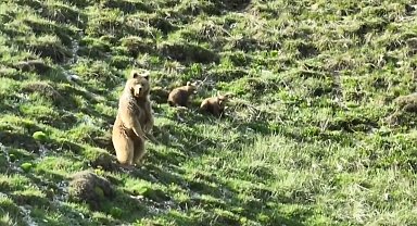 Köye yaklaşan bozayı ile 2 yavrusunu zarar görmemeleri için drone ile uzaklaştırdı