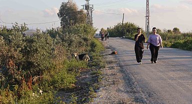Kuduz karantinasının olduğu 4 mahallede sokak köpekleri vatandaşları tedirgin ediyor