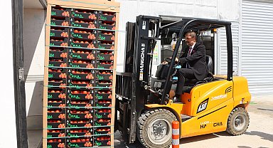 Kula'nın jeotermal serasından Avrupa'ya 500 ton domates ihracatı