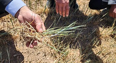 Kulu'da kıraç arazilerdeki ekili ürünleri kuraklık vurdu